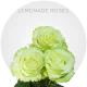 Lemonade Roses