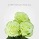 Box Green Garden Lemonade Roses 50 cm (100 St)