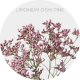 Flowers Limonium Oshi Pink 70 cm (130 St)