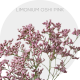 Box Flowers Box Limonium Oshi Pink 70 cm (130 St)