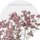 Box Flowers Box Limonium Oshi Pink 70 cm (130 St)