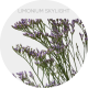 Limonium Skylight 70 cm (130 St)