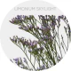 Limonium Skylight 70 cm (130 St)