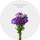 Box Flowers Lisianthus Blue 50-70 cm (150 St)