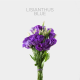 Lisianthus Purple