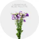 Flowers Blue Lisianthus Picotte 50-70 cm