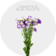 Box Flowers Blue Picotte Lisianthus 50-70 cm (150 St)