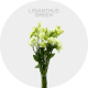 Lisianthus Green