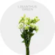 Lisianthus Green