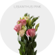 Flowers Lisianthus Pink 