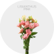 Box Flowers Lisianthus Pink 50-70 cm (150 St)