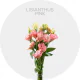 Flowers Lisianthus Pink 50-70 cm