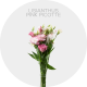 Box Flowers Lisianthus Pink Picotte 50-70 cm (150 St)