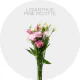 Box Flowers Lisianthus Pink Picotte 50-70 cm (150 St)