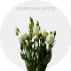 Box Flowers Lisianthus White (150 St)