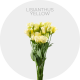 Box Flowers Lisianthus Yellow (150 St)
