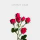 Spray-Lovely Lidia-40-60cm-20 st bunch