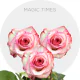 Hot Pink/Cream Magic Times Roses 40-60 cm