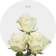 White Mia Roses 40-70 cm