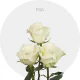 Mia 60 cm (25 St bunch)