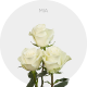 Box White Mia 40 cm (125 St)