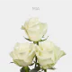 White Mia 60 cm (25 St bunch)