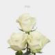White Mia 50 cm (25 St bunch)