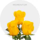 Box Yellow Momentum 50 cm (100 St)