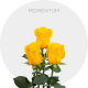 Box Yellow Momentum 60 cm (100 St)