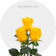 Box Yellow Momentum 60 cm (100 St)