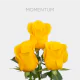 Yellow Momentum 40 cm (25 St bunch)