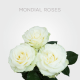 White Mondial 60 cm (25 St bunch)