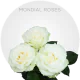White Mondial Roses 50-70 cm