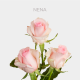 Light Pink Nena 50 cm (25 St bunch)