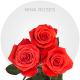 Orange Nina Roses 40-60 cm