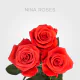 Orange Nina 50 cm (25 St bunch)