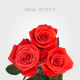 Orange Nina 40 cm (25 St bunch)