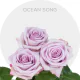 Lavender Ocean Song 40-60 cm