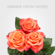Orange Crush 50 cm (25 St bunch)