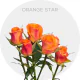 Box Spray Orange Star 40 cm (100 St)