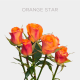 Spray Orange Star 40-60 cm (10 St bunch)