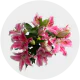 Flowers Oriental Lily Light Pink