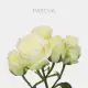 Spray White Pascua 40 cm (10 St bunch)