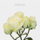 White Spray Pascua 40-60 cm (10 St bunch)