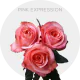 Garden Pink Expression Roses 40-60 cm