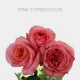 Box Garden Pink Expression Roses 60 cm (100 St)