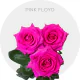 Hot Pink Floyd Roses 50-60 cm