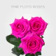 Hot Pink Floyd Roses 60 cm (25 St bunch)