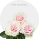 Light Pink Mondial Roses 50-70 cm