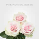 Light Pink Mondial 50 cm (25 St bunch)